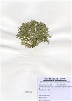藏品(扁乳節藻)的圖片